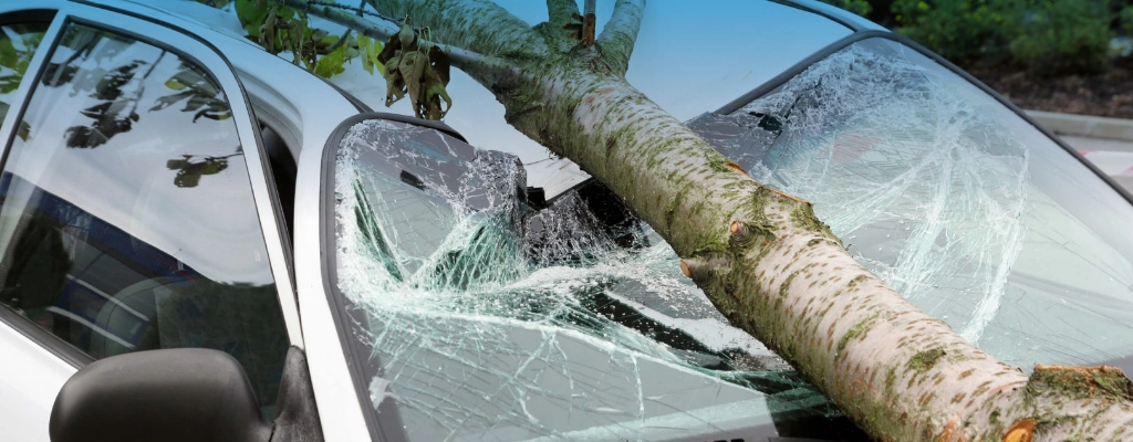 Upadek drzewa na pojazd – konar spadł na sammochód, uzyskaj odszkodowanie